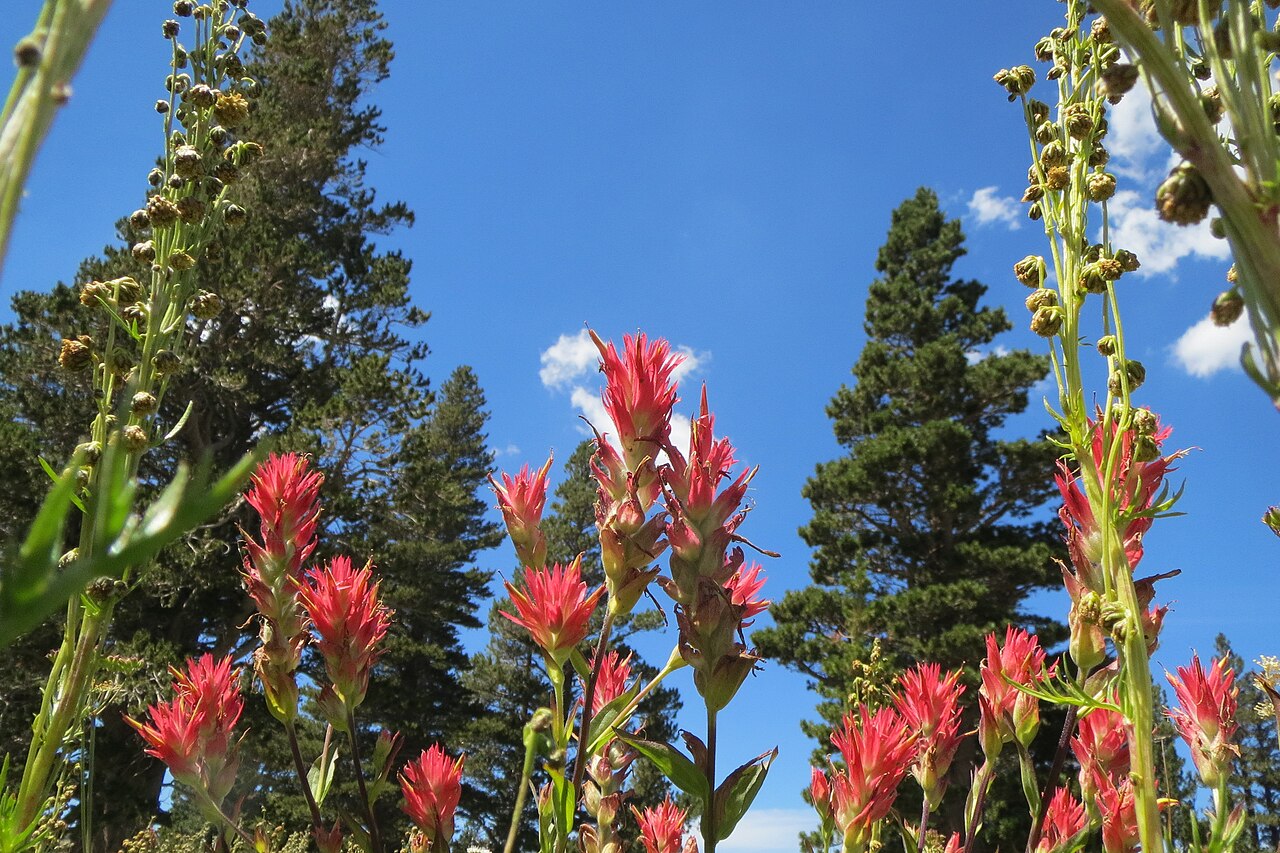 Wild Flowers-Alpine Meadow - panoramio — photographed with Canon PowerShot ELPH 530 HS
