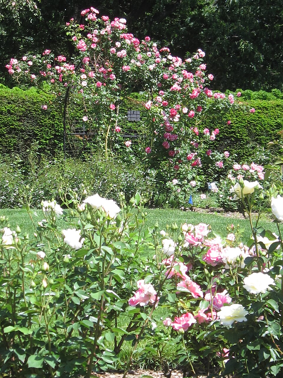 2013 roses Fens Boston Massachusetts — photographed with Canon PowerShot SD880 IS