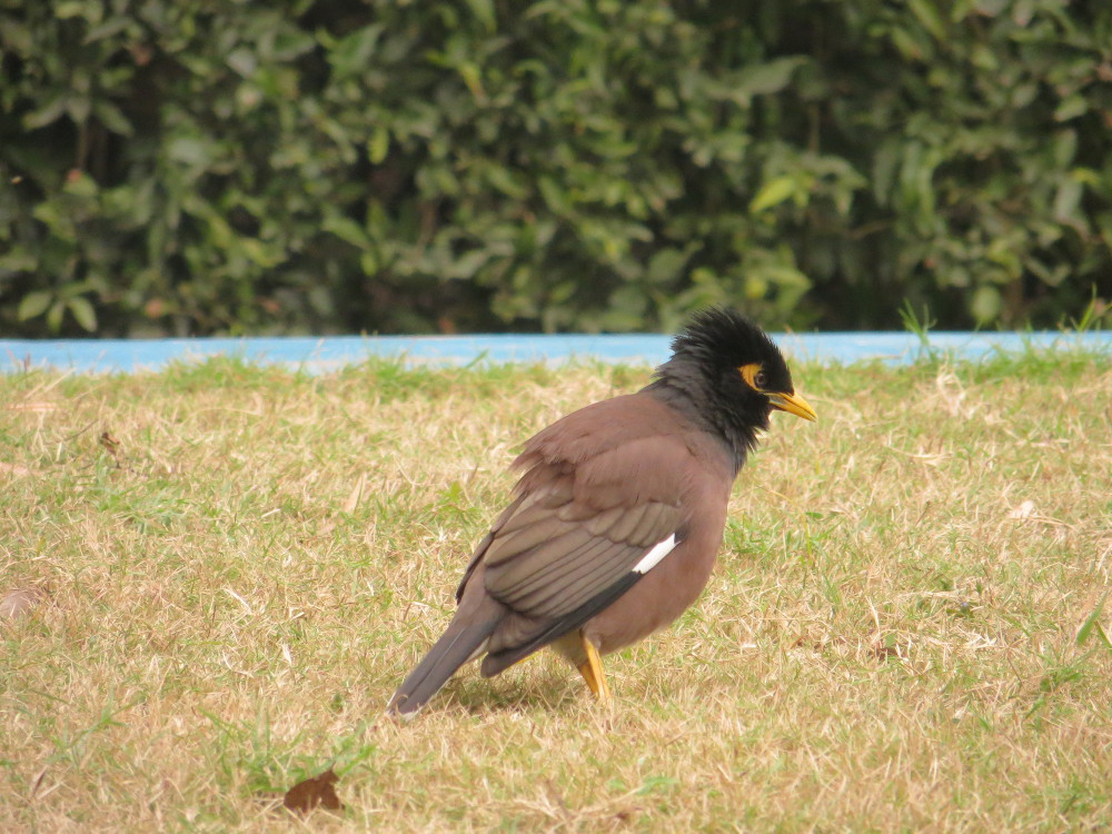 Common Myna basking — photographed with Canon PowerShot SX240 HS