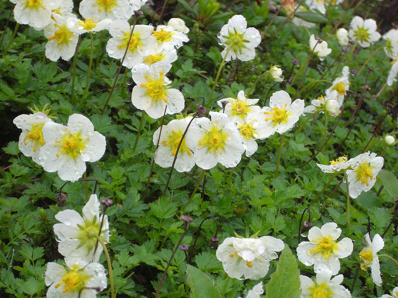 Geum pentapetalum01.jpg — photographed with Casio EXILIM EX-Z500