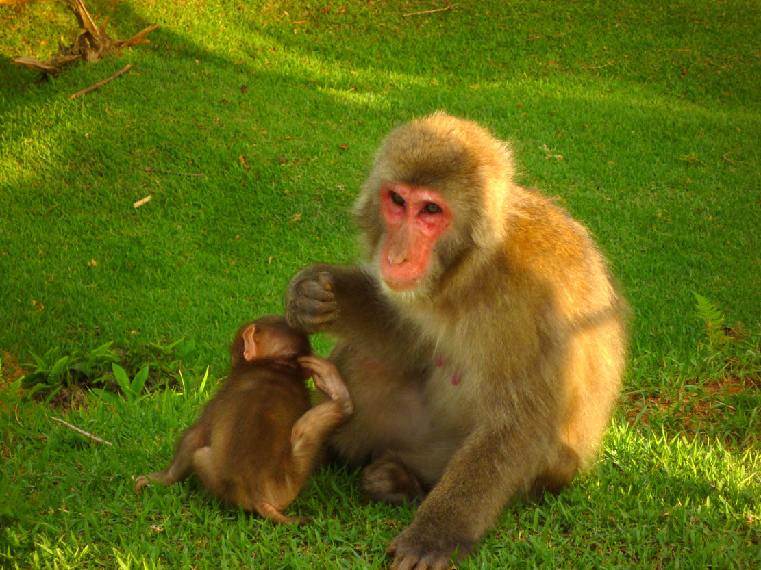 Macaca Fuscata — photographed with Panasonic Lumix DMC-FX40