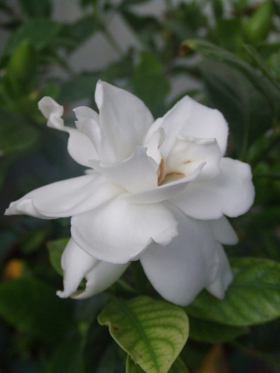 Gardenia.jpg — photographed with Fujifilm FinePix Z3