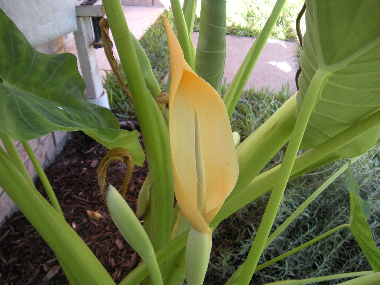 Elephant Ear Flower.jpg — photographed with Nikon COOLPIX S60