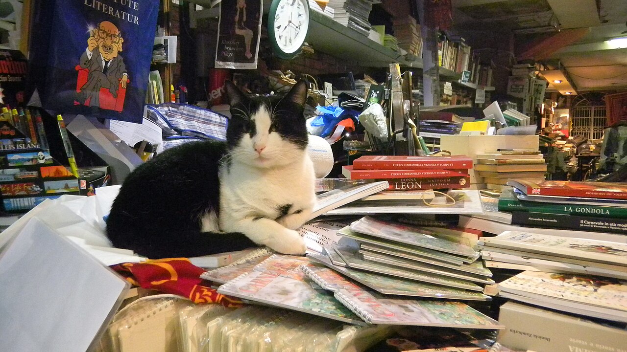 Cat on top of paperwork and books.jpg — photographed with Nikon COOLPIX S70