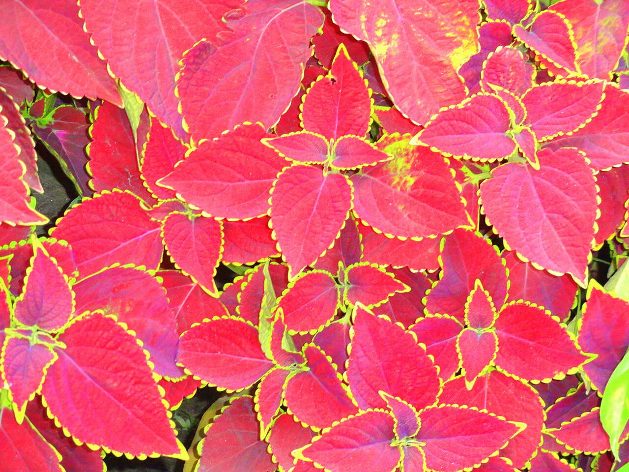 "Exotic Nature" by Monica Islam.JPG — photographed with Sony Cyber-shot DSC-H70