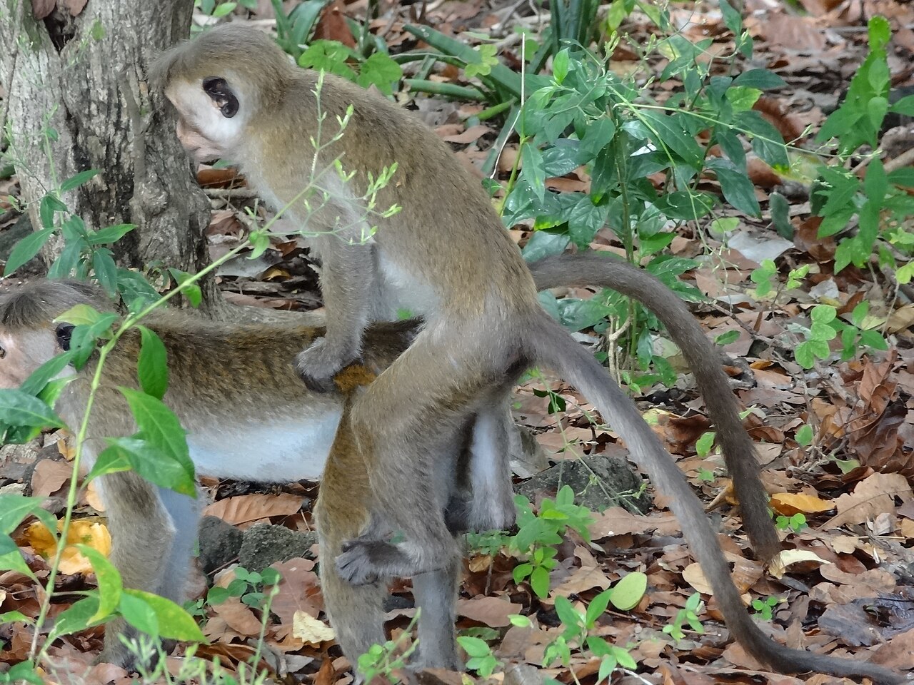 Temple monkeys.JPG — photographed with Sony Cyber-shot DSC-HX10V