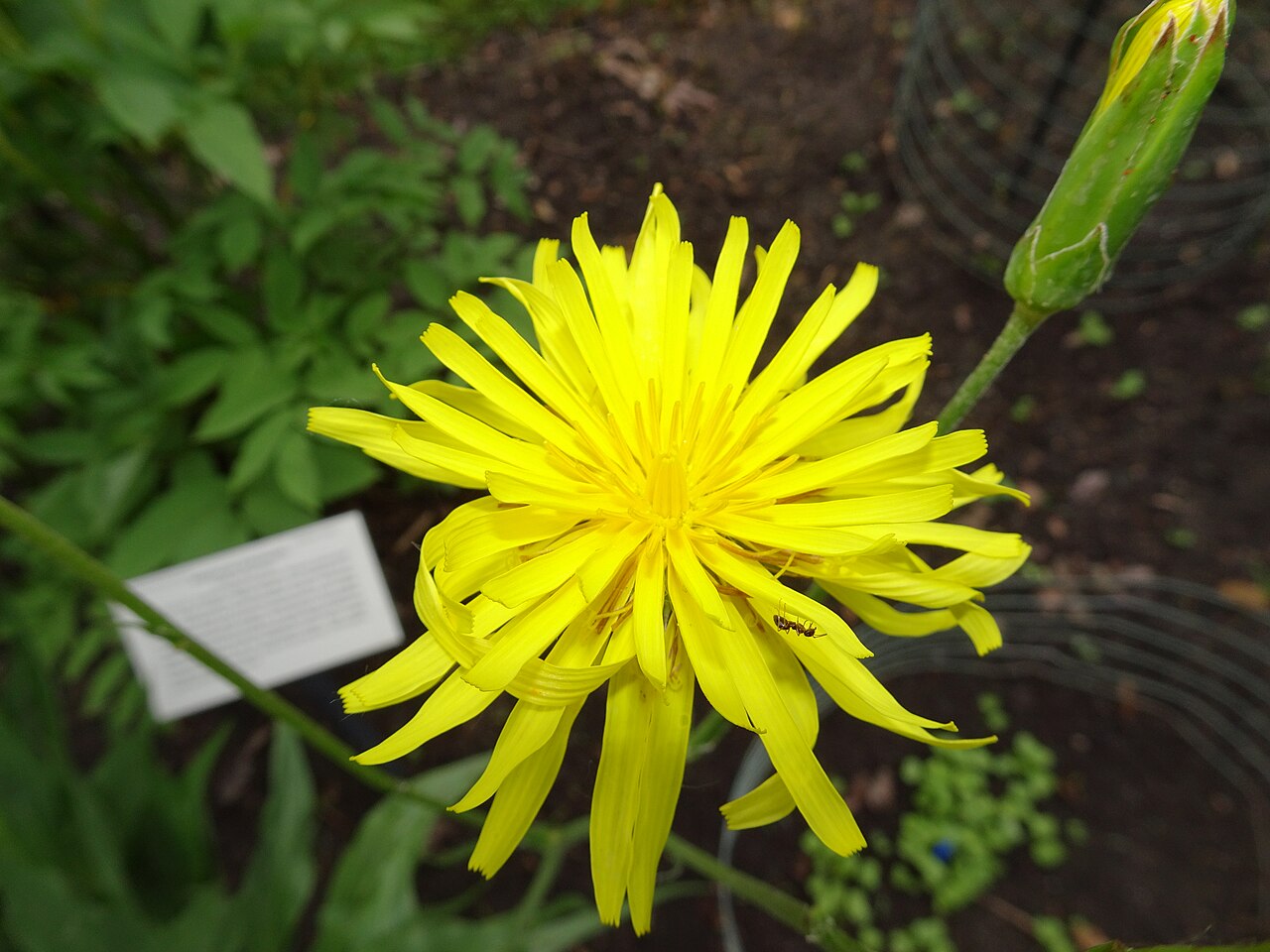 Scorzonera hispanica, Beal Garden.jpg — photographed with Sony Cyber-shot DSC-HX80